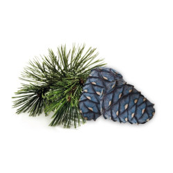 HARVIA koncentrát vůně do sauny, borovice arolla 1l 