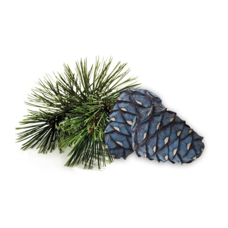 HARVIA koncentrát vůně do sauny, borovice arolla 1l