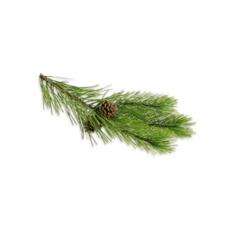 SENTIOTEC parní aromatické oleje, jehličí 5l