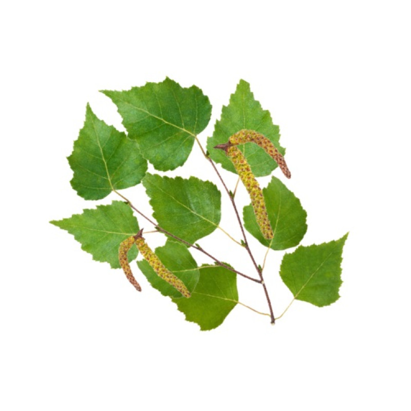 HARVIA koncentrát vůně do sauny, severská bříza 1l