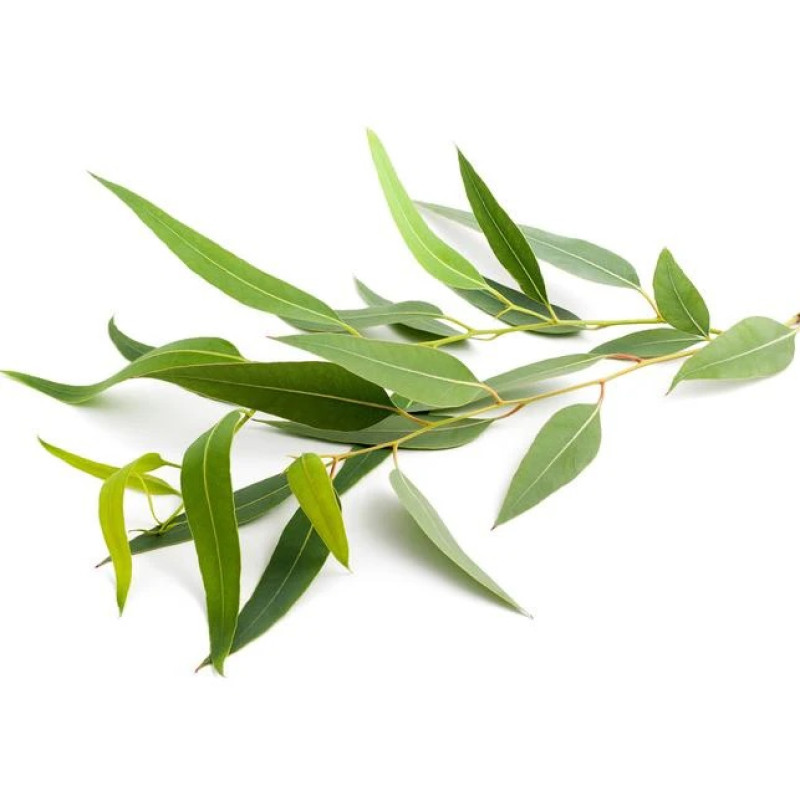 Parní sauna SENTIOTEC vonný koncentrát, eukalyptus 5 l